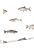 papier peint des poissons gris de ESTAhome