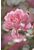 papier peint panoramique bouquet rose de Sanders & Sanders