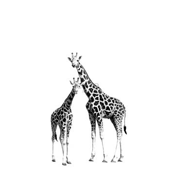 papier peint panoramique girafes noir et blanc de ESTAhome