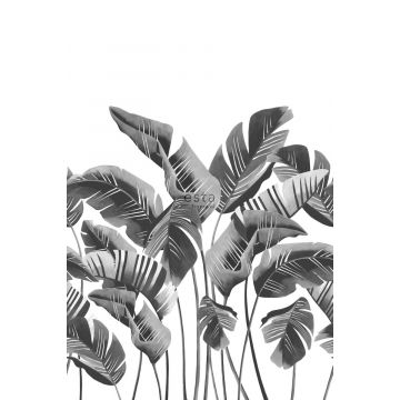 papier peint panoramique grandes feuilles de bananier noir et blanc de ESTAhome