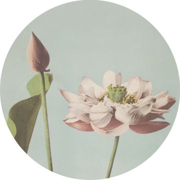 papier peint panoramique rond adhésif fleur de lotus vieux rose et bleu gris de ESTAhome