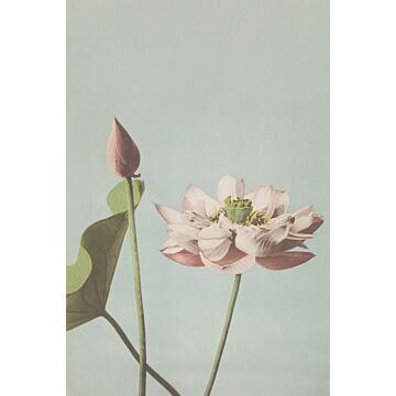 papier peint panoramique fleur de lotus vieux rose de ESTAhome