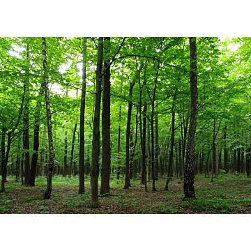 papier peint panoramique paysage boisé vert de Sanders & Sanders