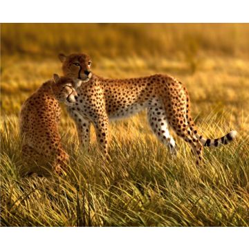 papier peint panoramique léopard beige de Sanders & Sanders