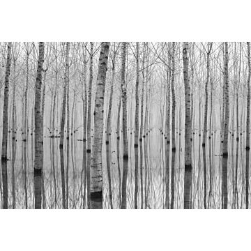 papier peint panoramique arbres gris de Sanders & Sanders