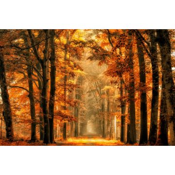 papier peint panoramique paysage boisé orange chaude de Sanders & Sanders