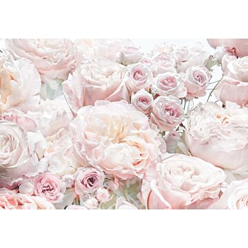 papier peint panoramique Spring Roses rose clair de Komar