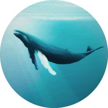 papier peint panoramique rond adhésif baleine turquoise de Sanders & Sanders