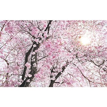 papier peint panoramique fleurs de cerisier rose de Sanders & Sanders