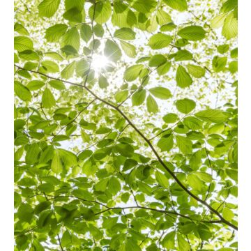 papier peint panoramique forêt de printemps vert de Sanders & Sanders
