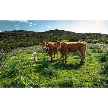 papier peint panoramique paysage avec des vaches vert de Sanders & Sanders