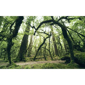 papier peint panoramique forêt vert de Sanders & Sanders